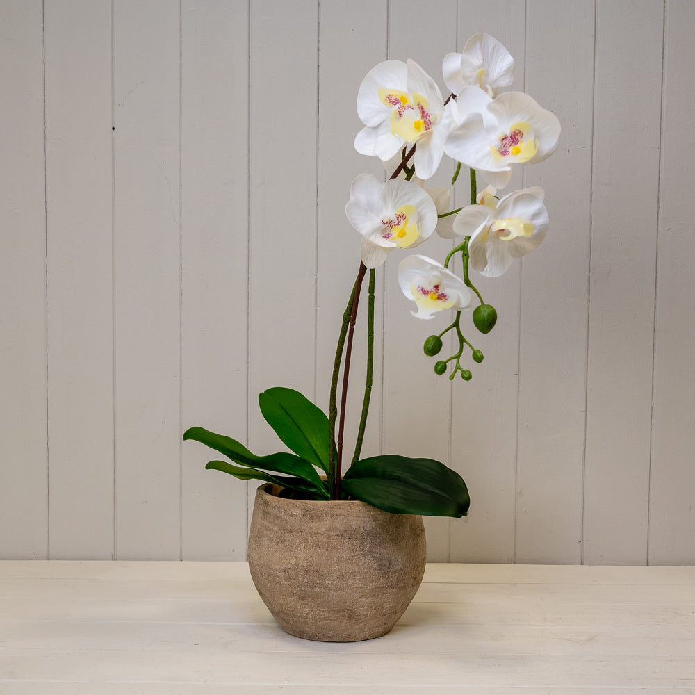 Grey Cement Planter